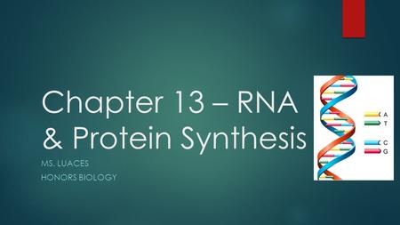 Chapter 13 – RNA & Protein Synthesis MS. LUACES HONORS BIOLOGY.