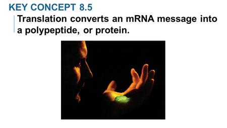 KEY CONCEPT 8.5 Translation converts an mRNA message into a polypeptide, or protein.