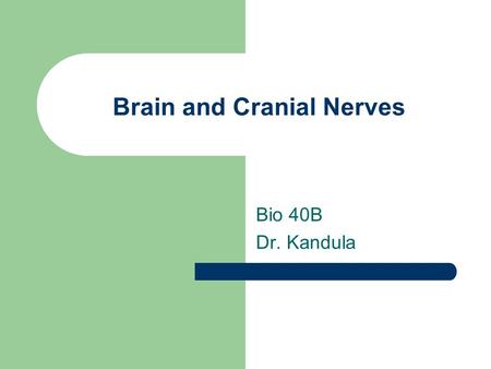 Brain and Cranial Nerves Bio 40B Dr. Kandula. Brain Part of CNS Found in dorsal body cavity Continuous with spinal cord at foramen magnum The development.