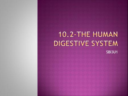 SBI3U1. The Digestive System is made up of 1)The Digestive Tract 2)Accessory Organs.