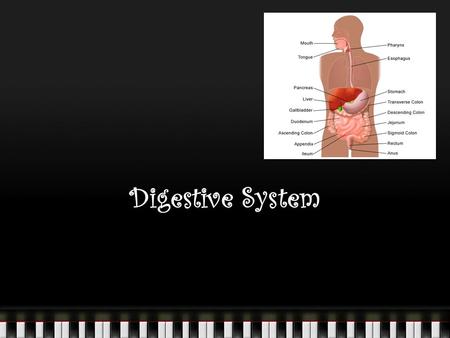 Digestive System. Digestion: The chemical breakdown of large food molecules into smaller molecules that can be used by cells. The basic fuel molecules.