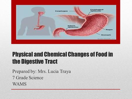 Physical and Chemical Changes of Food in the Digestive Tract Prepared by: Mrs. Lucia Traya 7 Grade Science WAMS.
