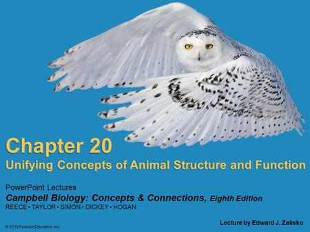 Chapter 20 Big Ideas Structure And Function In Animal Tissues Ppt Download