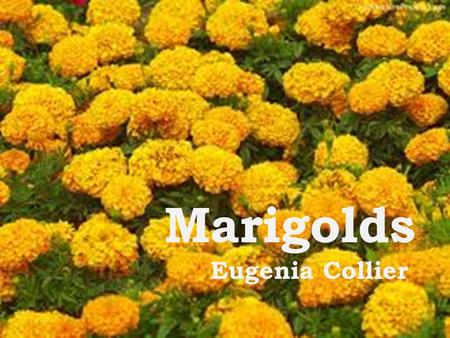 Marigolds Eugenia Collier. Build Background  Read the paragraph on page 74.  When was the story written?  Why did African-Americans suffer more than.