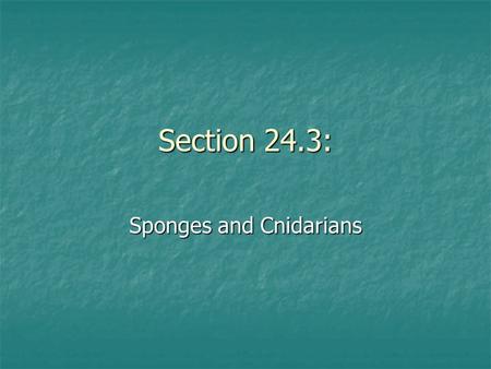 Section 24.3: Sponges and Cnidarians. A. Sponges.