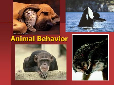 Animal Behavior. Adaptive Behavioral Responses Stimulus – Stimulus – –Internal stimuli tell an animal what is happening in its own body Ex. Thirst, hunger,