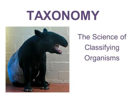 TAXONOMY The Science of Classifying Organisms When you have a lot of information, it is best to organize and group items so that you can find them easier.