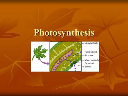 Photosynthesis. I. Energy What do cells need in order to grow & repair, preform active transport across cell membranes, reproduce, synthesize cellular.