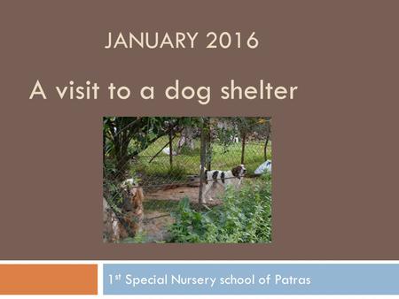1 st Special Nursery school of Patras A visit to a dog shelter JANUARY 2016.