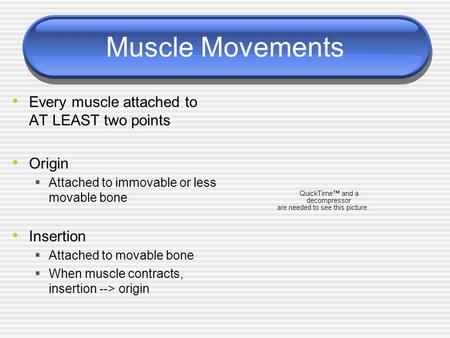 Muscle Movements Every muscle attached to AT LEAST two points Origin  Attached to immovable or less movable bone Insertion  Attached to movable bone.