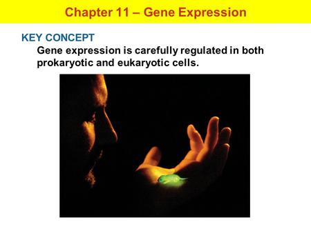 KEY CONCEPT Gene expression is carefully regulated in both prokaryotic and eukaryotic cells. Chapter 11 – Gene Expression.