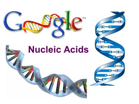 Nucleic Acids  Function:  store & transmit hereditary information  Examples:  RNA (ribonucleic acid)  DNA (deoxyribonucleic acid)  Structure: 