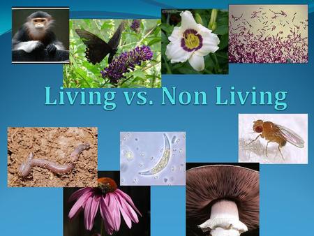Characteristics of Living Things Animation Animation 1. Are made of one or more cells 2. Reproduce.