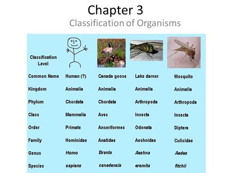 Chapter 3 Classification of Organisms. ECOSYSTEMS An ecosystem includes biotic and abiotic components interacting together.