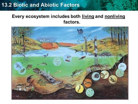 13.2 Biotic and Abiotic Factors Every ecosystem includes both living and nonliving factors.