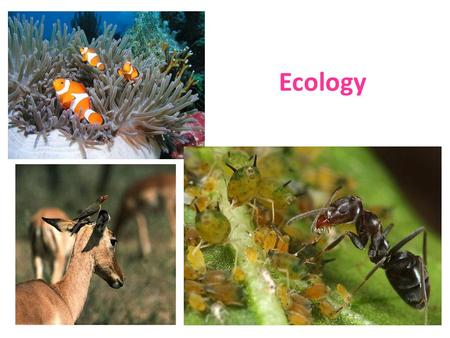 Ecology. What is Ecology? The scientific study of organisms & how they interact with their environment.