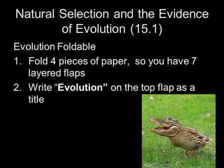 Natural Selection and the Evidence of Evolution (15.1) Evolution Foldable 1.Fold 4 pieces of paper, so you have 7 layered flaps 2.Write “Evolution” on.