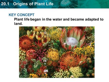 20.1 Origins of Plant Life KEY CONCEPT Plant life began in the water and became adapted to land.