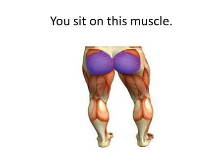 You sit on this muscle.. Gluteus Maximus Hint: it starts with a “G”.