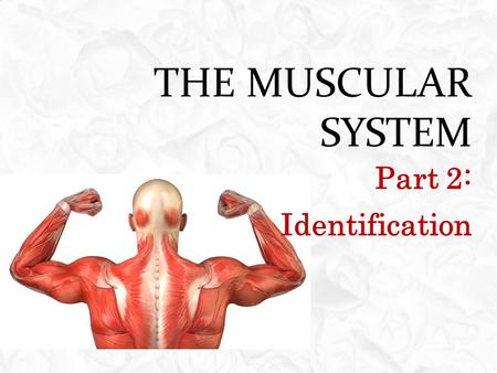 The Muscular System Part 2: Identification.