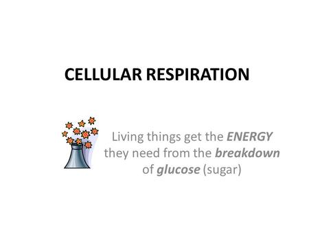 CELLULAR RESPIRATION Living things get the ENERGY they need from the breakdown of glucose (sugar)