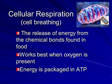 Cellular Respiration (cell breathing) The release of energy from the chemical bonds found in food The release of energy from the chemical bonds found in.