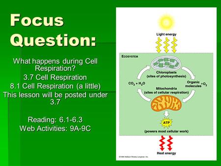 Focus Question: What happens during Cell Respiration? 3.7 Cell Respiration 8.1 Cell Respiration (a little) This lesson will be posted under 3.7 Reading:
