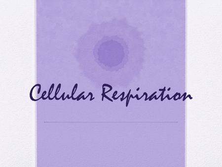 Cellular Respiration. Word Wall: Cellular Respiration 1)Anaerobic 2)Aerobic 3)Cellular respiration 4)Glycolysis 5)Krebs Cycle 6)Electron Transport Chain.