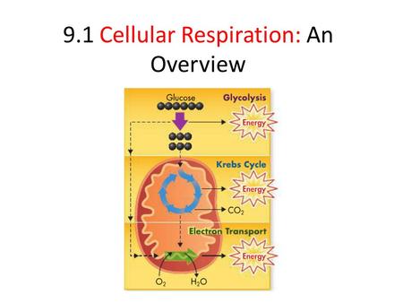 9.1 Cellular Respiration: An Overview. All Living things require ENERGY, energy they acquire from the consumption of FOOD. #eating Of course, the chemical.