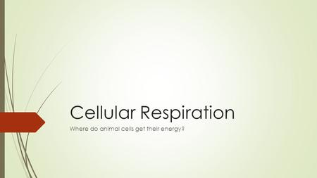 Cellular Respiration Where do animal cells get their energy?
