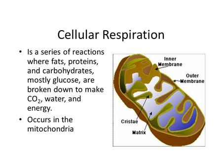 Cellular Respiration Is a series of reactions where fats, proteins, and carbohydrates, mostly glucose, are broken down to make CO 2, water, and energy.