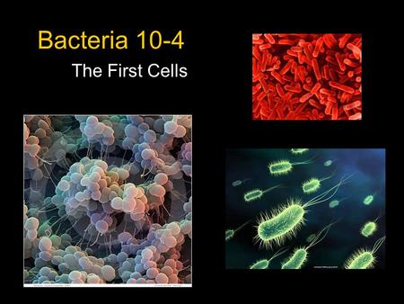 Bacteria 10-4 The First Cells. Bacteria are grouped into one of 2 Kingdoms What is the difference between them? –K. Archaebacteria Harsh environments.