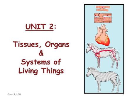 June 9, 20161 UNIT 2: Tissues, Organs & Systems of Living Things.