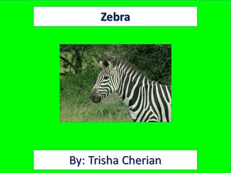 Zebra By: Trisha Cherian. Animal Facts Description Zebras have black and white stripes. Their height is 4 to 5 feet at the shoulder. They can weigh up.