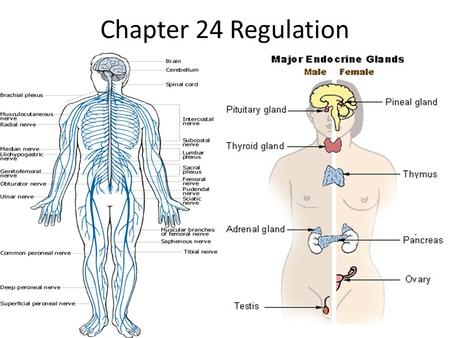 Chapter 24 Regulation. Why do you respond to changes around you? Your responses are controlled by your nervous and endocrine system. Together these 2.