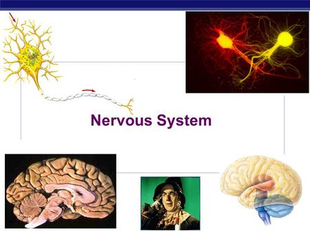 AP Biology 2007-2008 Nervous System. AP Biology Essential Knowledge: Animals have nervous systems that detect external and internal signals, transmit.