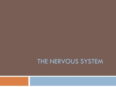 THE NERVOUS SYSTEM. Senses  In order for humans to survive, their bodies must constantly monitor the environment  Sense organs interact with the nervous.