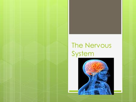 The Nervous System. Reacting to Stimuli  In order to maintain homeostasis and survive your body has to be able to react to changes in the environment.