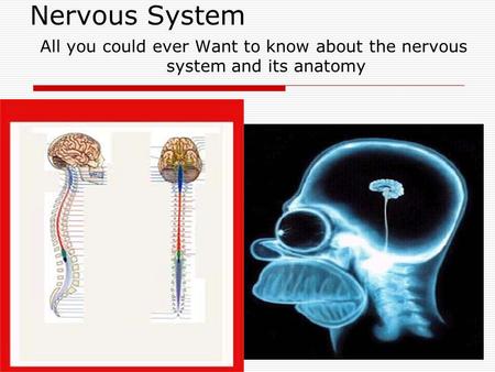 Nervous System All you could ever Want to know about the nervous system and its anatomy.