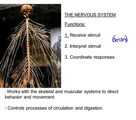 THE NERVOUS SYSTEM Functions: 1. Receive stimuli 2. Interpret stimuli 3. Coordinate responses - Works with the skeletal and muscular systems to direct.
