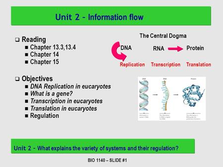BIO 1140 – SLIDE #1 Unit 2 – Information flow Unit 2 – What explains the variety of systems and their regulation? DNA RNA Protein The Central Dogma Replication.