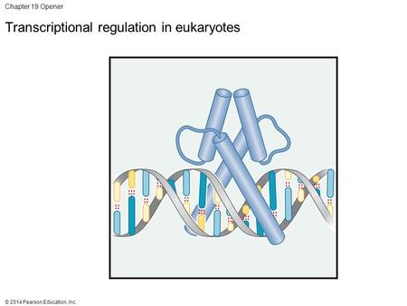 © 2014 Pearson Education, Inc. Chapter 19 Opener Transcriptional regulation in eukaryotes.