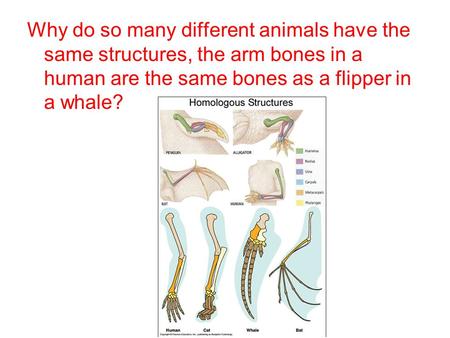 Why do so many different animals have the same structures, the arm bones in a human are the same bones as a flipper in a whale?