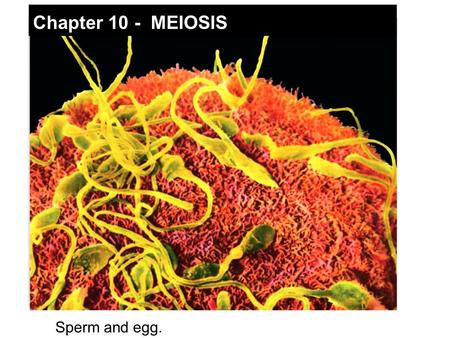 Sperm and egg. Chapter 10 - MEIOSIS. Figure 10.1a The word chromosome comes from the Greek χρ ῶ μα (chroma, colour) and σ ῶ μα (soma, body) due to their.