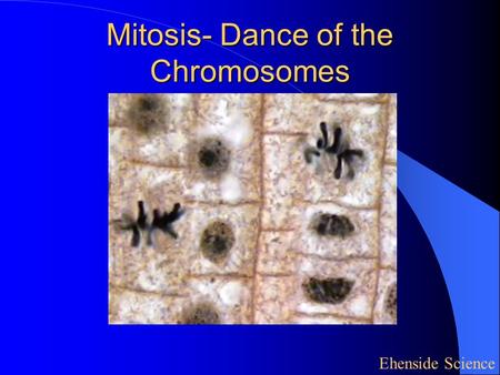 Mitosis- Dance of the Chromosomes Ehenside Science.