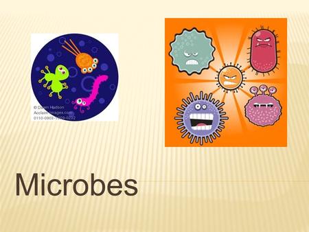 Microbes.  Microbe- a microscopic organism  Another word for microorganism  Usually unicellular  Many different shapes  Carry out life functions.
