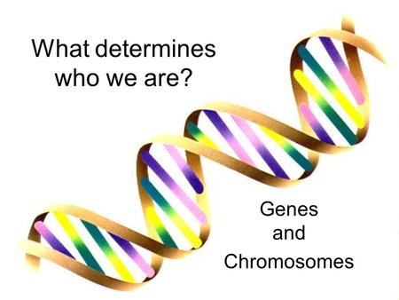 What determines who we are? Genes and Chromosomes.