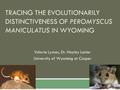 TRACING THE EVOLUTIONARILY DISTINCTIVENESS OF PEROMYSCUS MANICULATUS IN WYOMING Valorie Lyman, Dr. Hayley Lanier University of Wyoming at Casper.