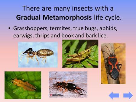 There are many insects with a Gradual Metamorphosis life cycle. Grasshoppers, termites, true bugs, aphids, earwigs, thrips and book and bark lice.