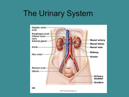 The Urinary System. Functions of the Urinary System Elimination of waste products –Nitrogenous wastes –Toxins –Drugs Regulate aspects of homeostasis –Water.